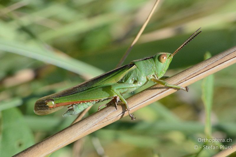 Dreifarbschrecke (Paracinema tricolor bisignata) ♂ - FR, Camarque, 09.07.2014