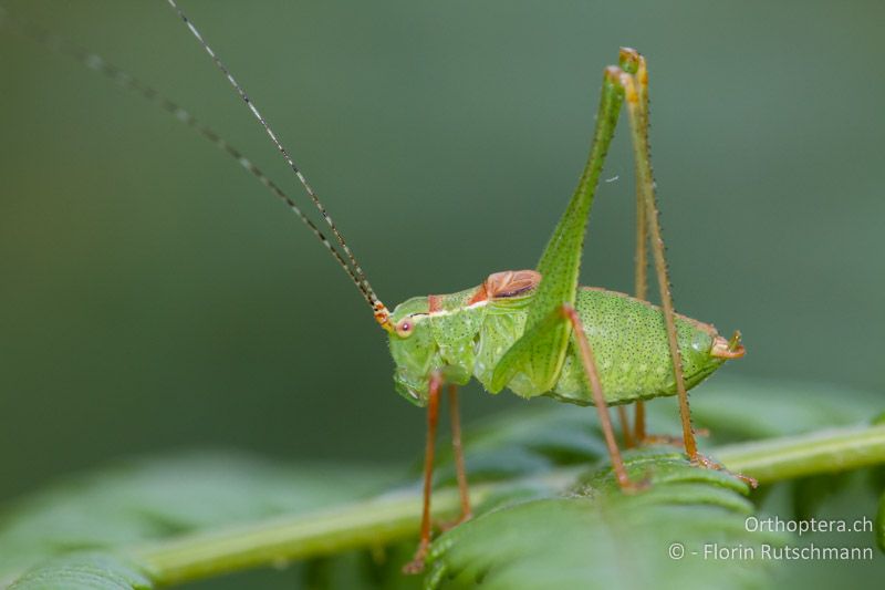 Leptophyes punctatissima ♂ - GR, Epirus, Kato Asprochori, 12.07.2011