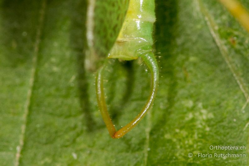 Cerci des ♂ von Meconema thalassinum - CH, TI, Mt. Generoso, 18.08.2013