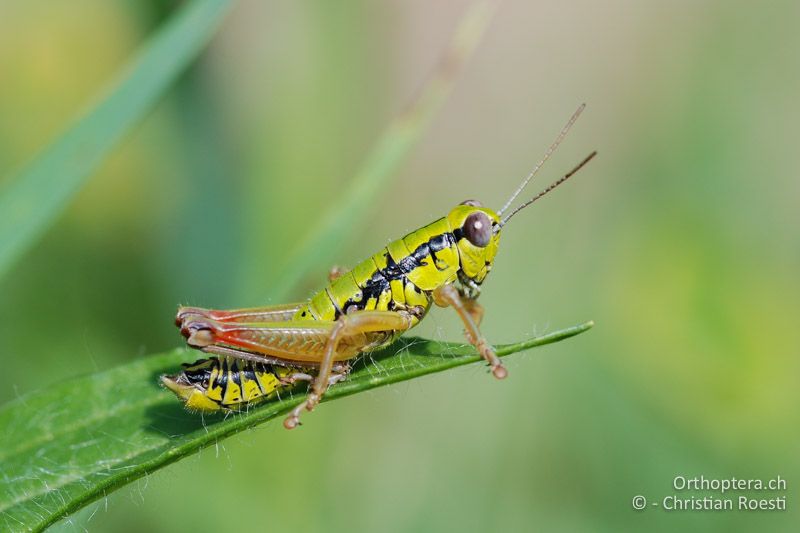 Micropodisma salamandra ♂ -