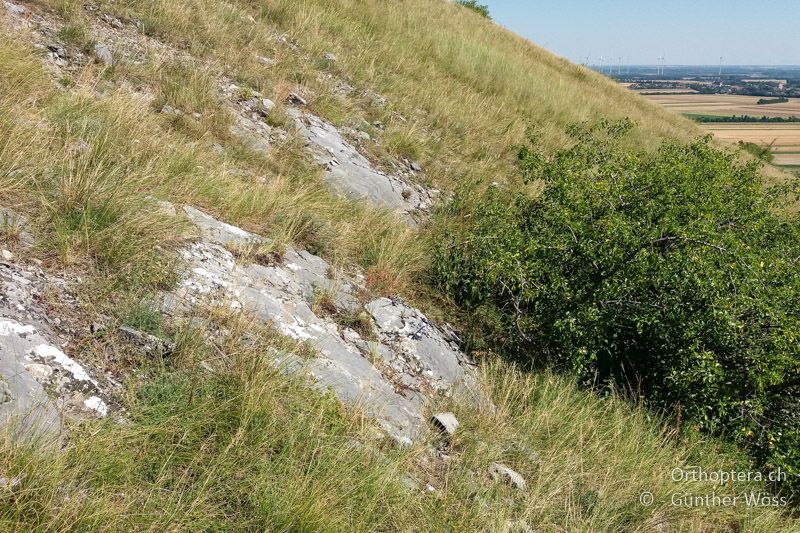 Steppenartiger Trockenrasen mit Felsaufschlüssen - AT, Niederösterreich, Spitzerberg, 10.07.2016