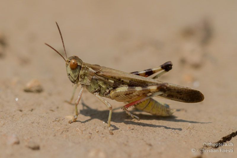 Männchen von Aiolopus thalassinus - Appolonia, 10.07.12