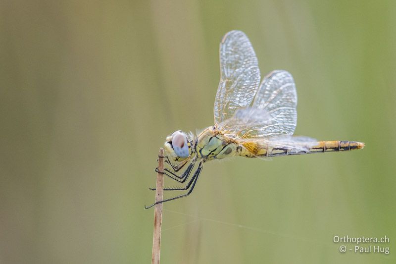 Sympetrum fonscolombii - GR, Zentralmakedonien, Korinos, 15.07.2017