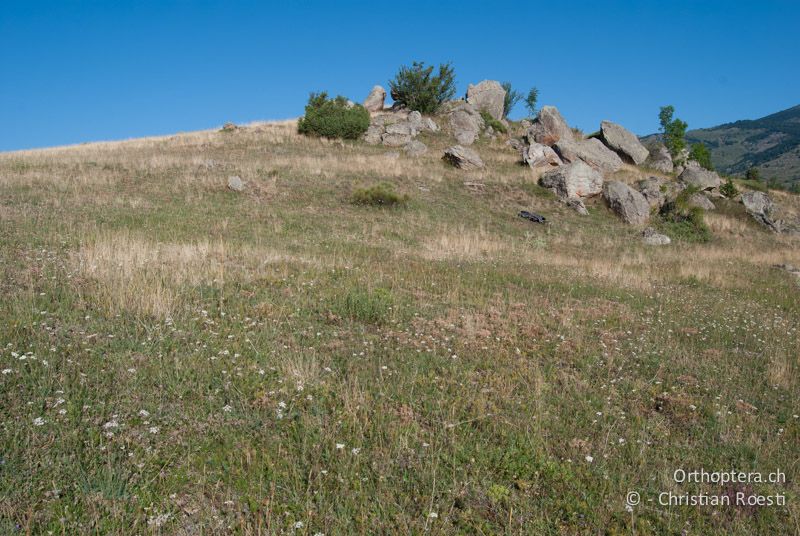 Niederwüchsige, trockenwarme Bergweide - FR, Pyrénées-Orientales, Latour-de-Carol, 12.08.2009