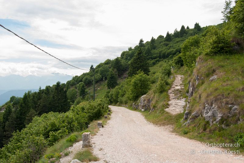 Strassenböschung und Haselgebüsche in den Bergen - IT, Venetien, Mt. Summano bei Schio, 22.06.2010