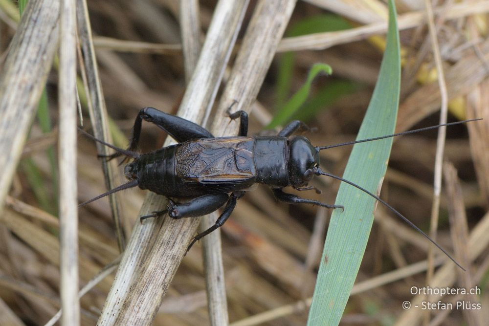 ♂ von Melanogryllus desertus - HR, Istrien, Mutvoran, 20.06.2016