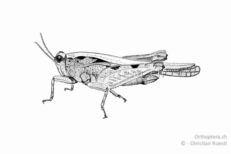 Habitus von Tetrix ceperoi ♀. Wichtig ist das vorne erhabene Halsschild und die leicht gewellten Unterkanten der Mittelschenkel.