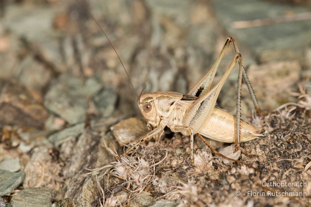 Tessellana nigrosignata ♂ - GR, Thessalien, Larissa, 21.06.2015