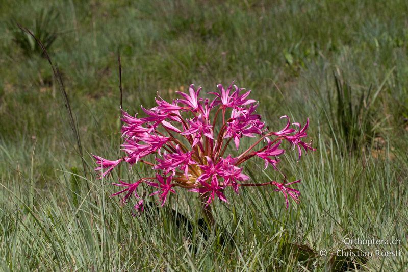 Fussballgrosse Lilie, Brunsvigia grandiflora - SA, Mpumalanga, Lydenburg, 11.01.2015
