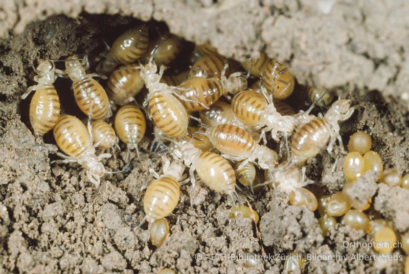 Ansammlung frisch geschlüpfter Larven von Gryllotalpa gryllotalpa - CH, ZH, Agasul, 2001