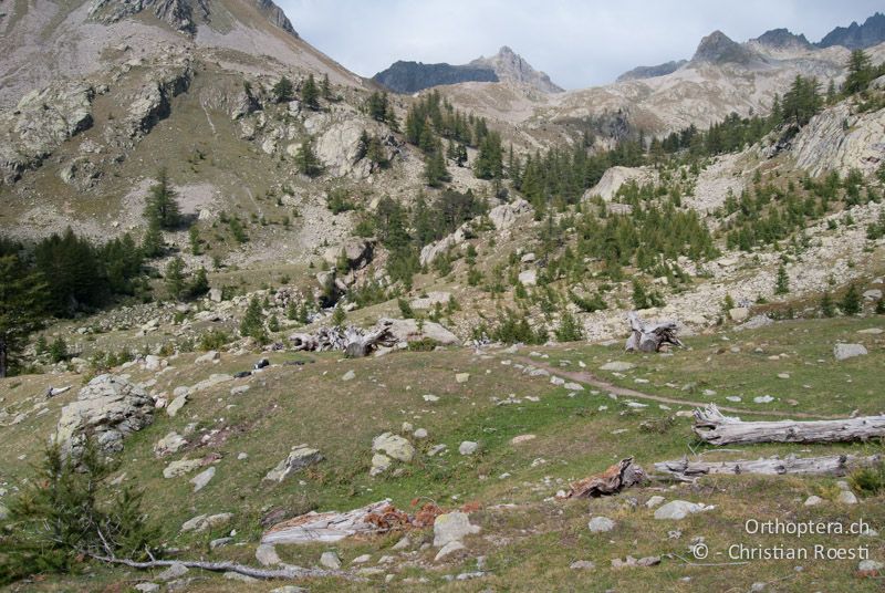 Alpwiesen - FR, Alpes-Maritimes, Saint-Martin-Vésubie, 25.09.2009