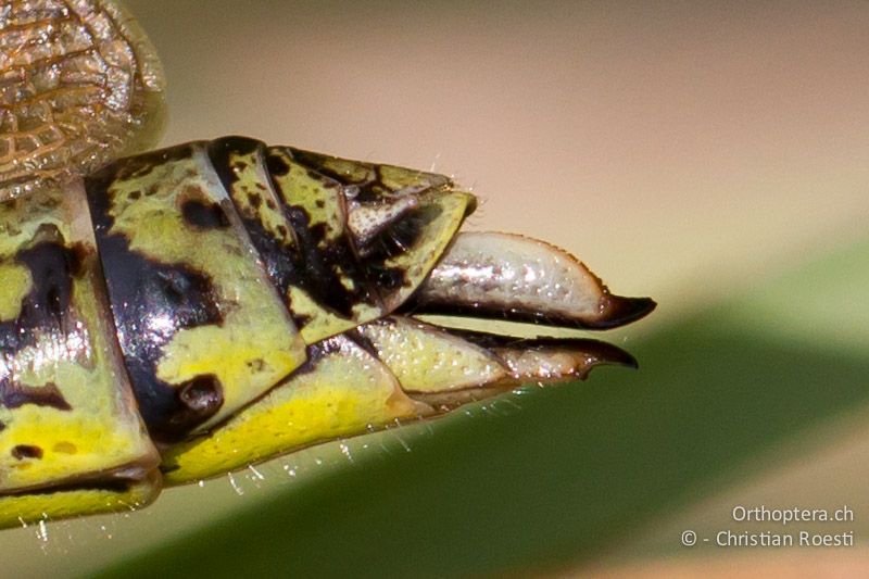 Hinterleibsende von Stethophyma grossum ♀. Die Legeröhrenklappen sind lang und schlank - CH, VD, Cudrefin, 06.09.2013