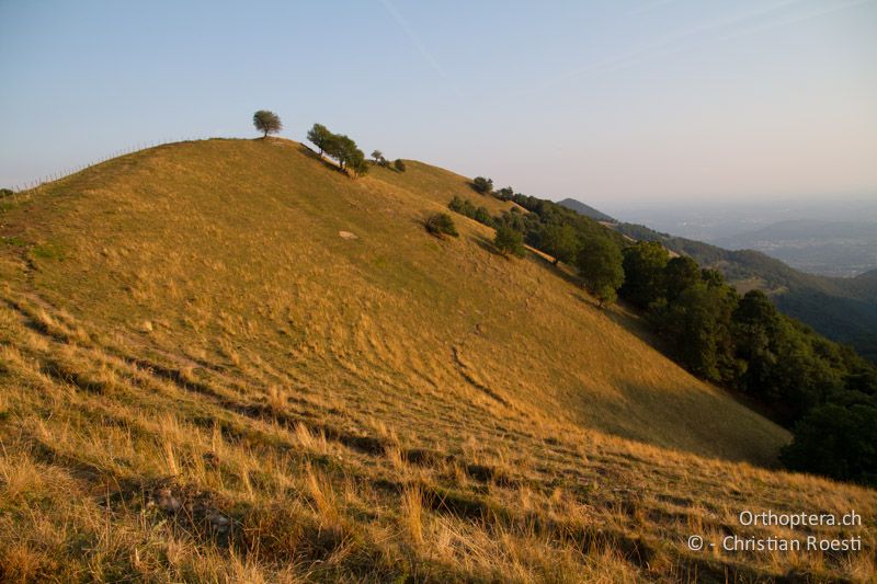 Extensive Weide am Mt. Generoso - CH, TI, Bellavista, Mt. Generoso, 18.08.2013