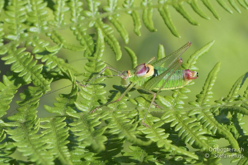 Poecilimon sureyanus ♂ - GR, Ostmakedonien, Mt. Pangeon, 06.07.2017