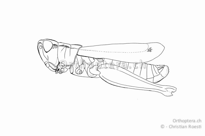 Habitus von Chorthippus pullus ♂. Die Flügel sind schmal und erreichen die Hinterknie knapp nicht. Die Hinterflügel sind verkürzt.
