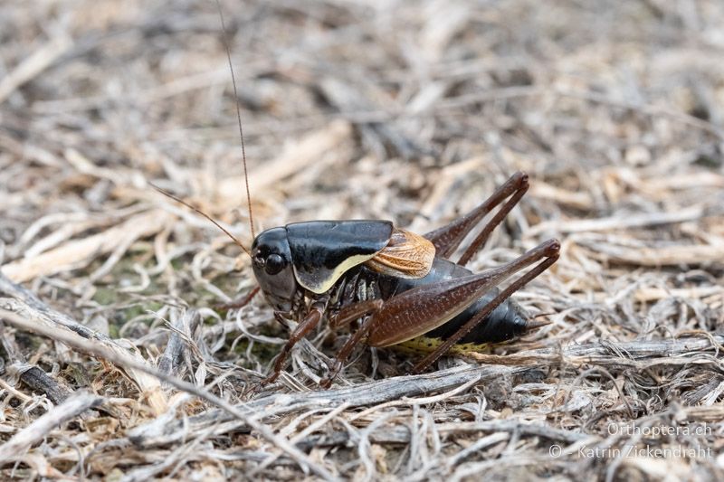 Pholidoptera brevipes ♂ - BG, Chaskowo, Matochina, 09.07.2018