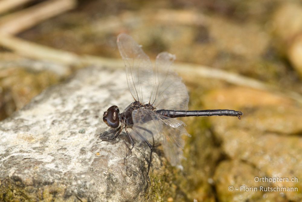 Teufelchen (Selysiothemis nigra) Männchen - Dojransee, 31.07.2012 (det. Stefan Kohl)