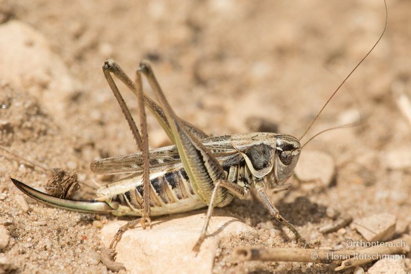 Montana montana ♀ - HU, Mitteltransdanubien, Tapolca, 06.07.2016