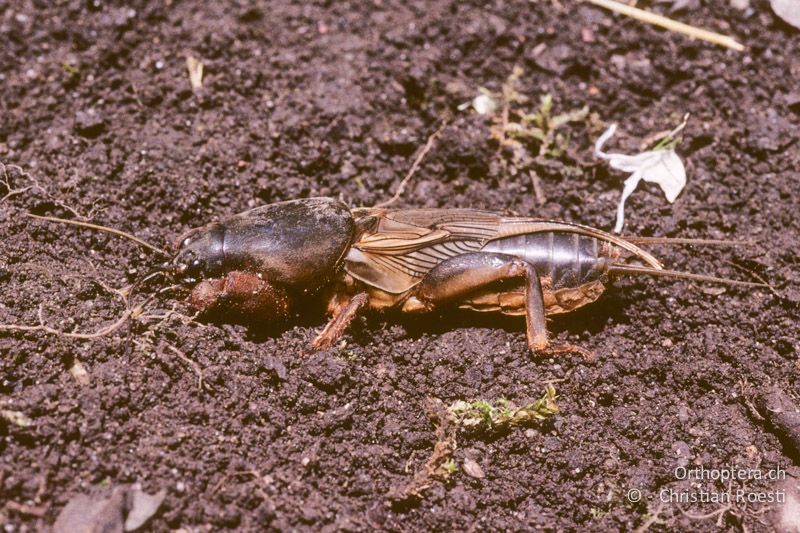 Gryllotalpa gryllotalpa ♂. Das ♂ weist auf dem Vorderflügel eine stimmgabelartige Äderung auf - CH, BE, Zwieselberg, 05.06.2004