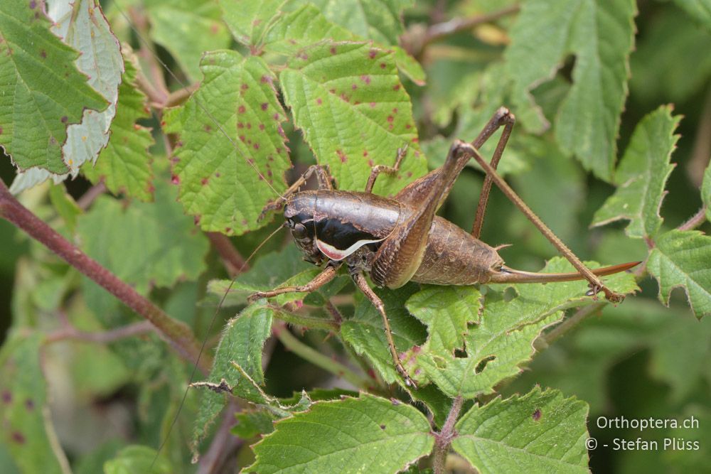 ♀ von Pholidoptera femorata - HR, Istrien, Bokordići, 19.06.2016