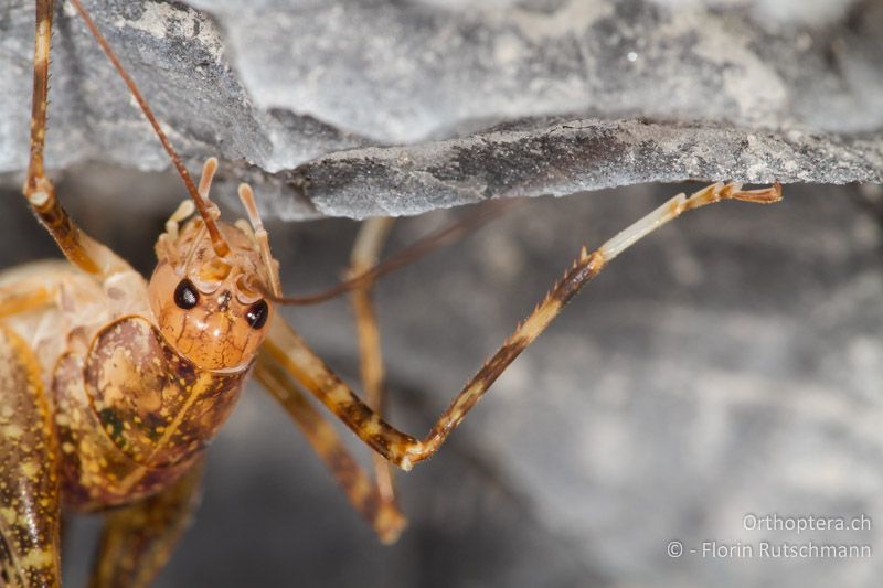 Porträt eines ♀ von Troglophilus neglectus mit rechter Vorderschiene und Tarsen - CH, SG, Wartau, 10.09.2013