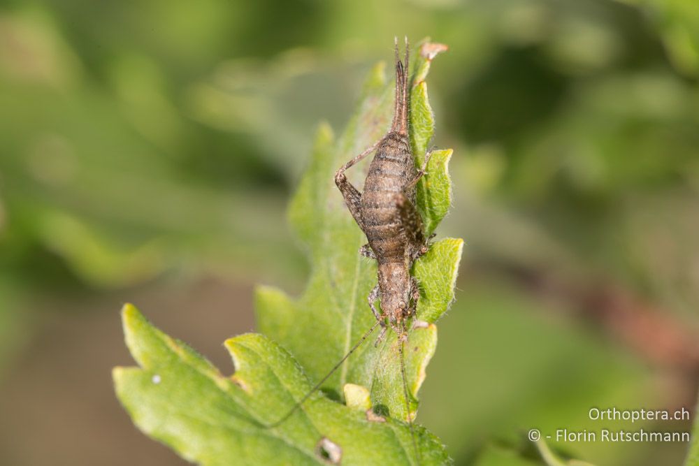 Arachnocephalus vesitus ♀ - IT, Marken, Mt. Catria, 07.10.2014