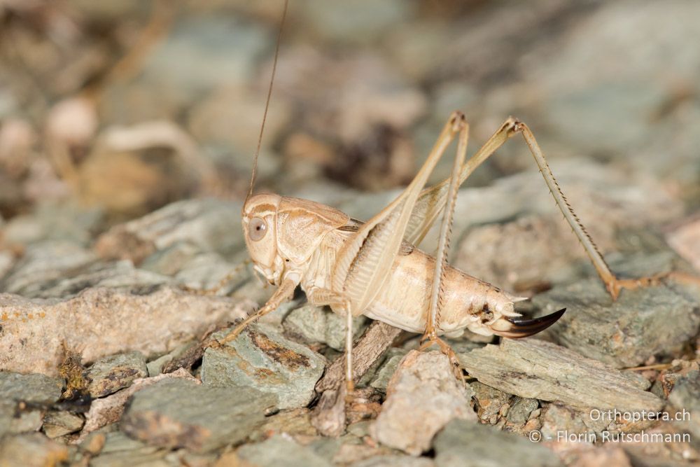 Tessellana nigrosignata ♀ - GR, Thessalien, Larissa, 21.06.2015
