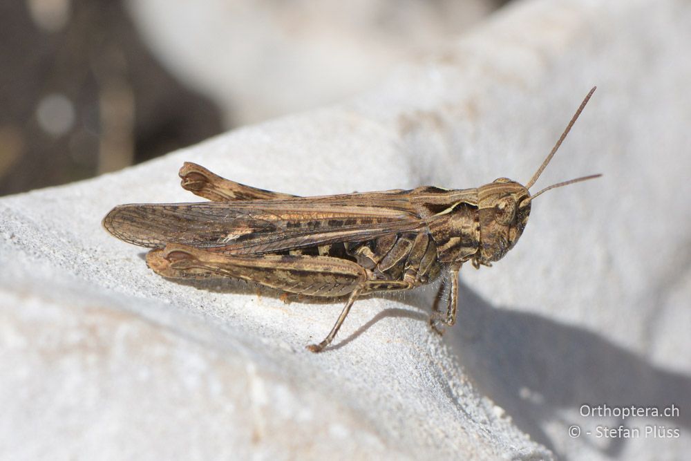 ♀ von Chorthippus bornhalmi - HR, Primorje-gorski Kotar, Učka Vojak, 22.06.2016