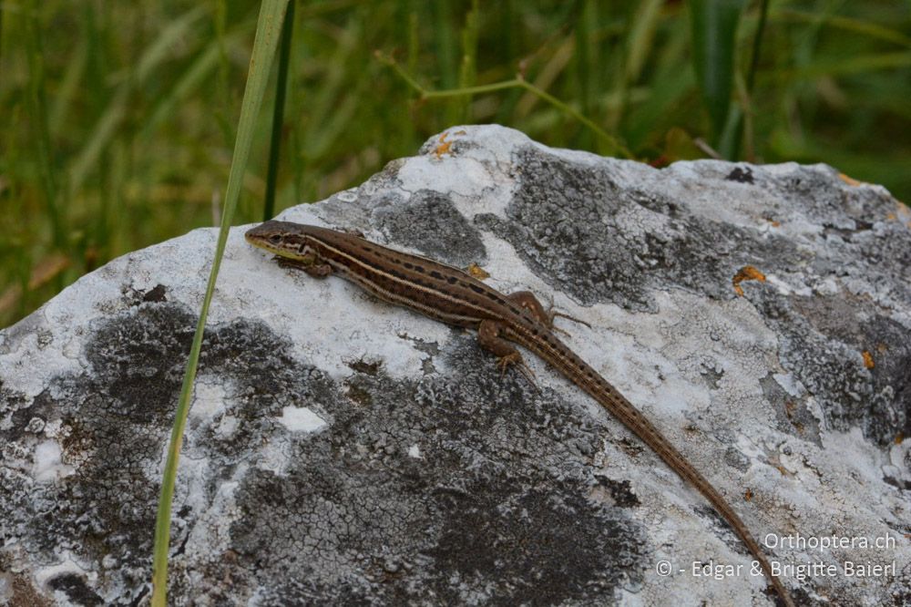 ♀ der Adriatischen Mauereidechse (Podarcis melisellensis) - HR, Istrien, Meer bei Rebići, 19.06.2016