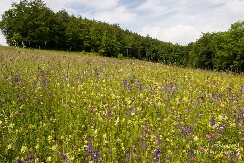 Blumenwiese mit leicht abfallendem Terrain - CH, SH, Hemmental, 05.06.2006