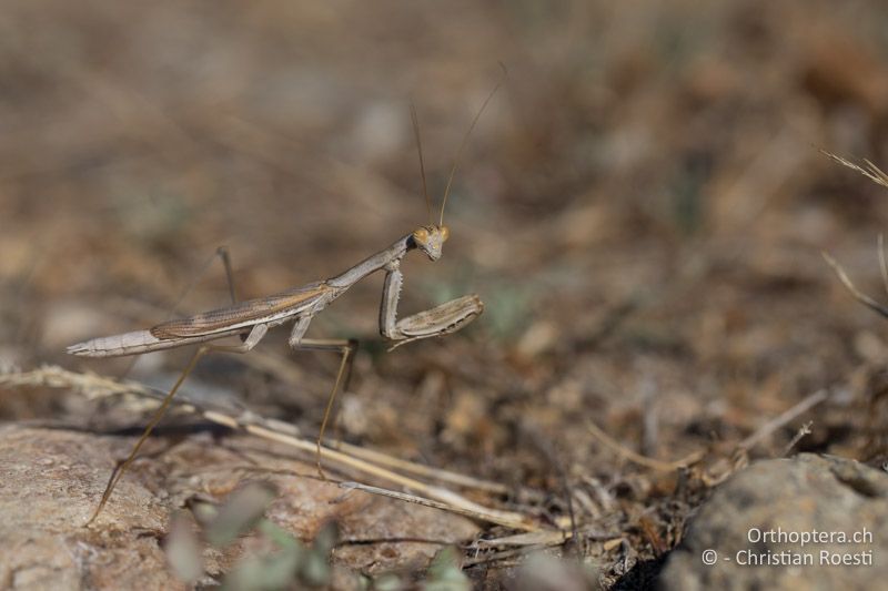 ♂ der bodenbewohnenden Gottesanbeterin Rivetina baetica - GR, Zentralmakedonien, Efkarpia, 05.07.2017