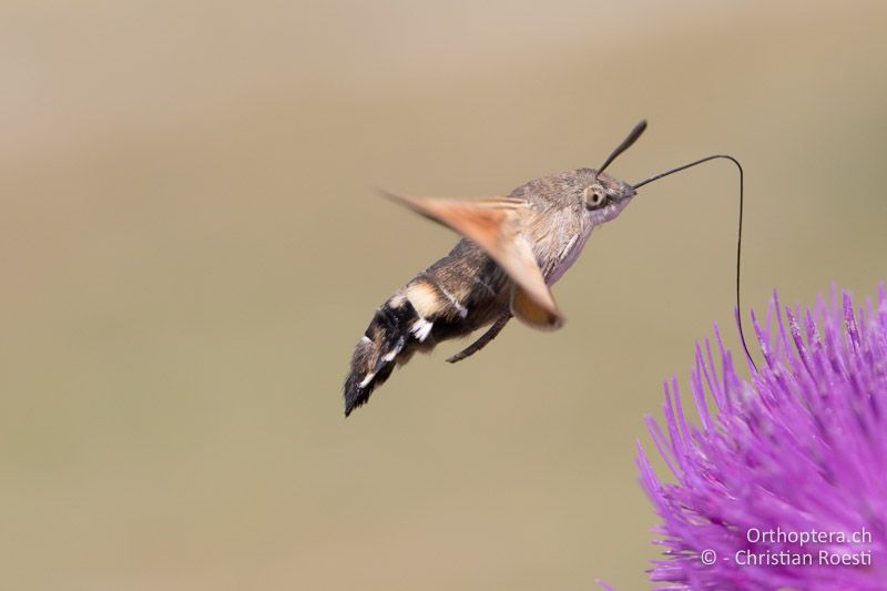 Taubenschwänzchen an Distel - GR, Westmakedonien, Akrini, 14.07.2017