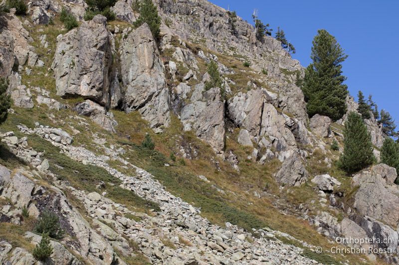 Geröllhalden auf Silikatböden - GR, Silvaplana, Julierpass, 18.09.2019