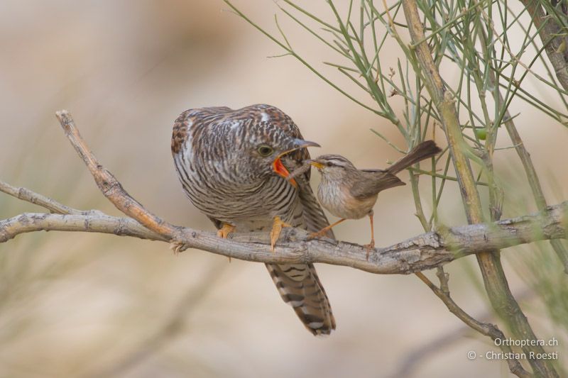 Junger Cuckuck (Common Cuckoo, Cuculus canorus) wird von einer Wüstenprinie (Streaked Scrub Warbler, Scotocerca inquieta) gefüttert. Dana, 18.05.2011