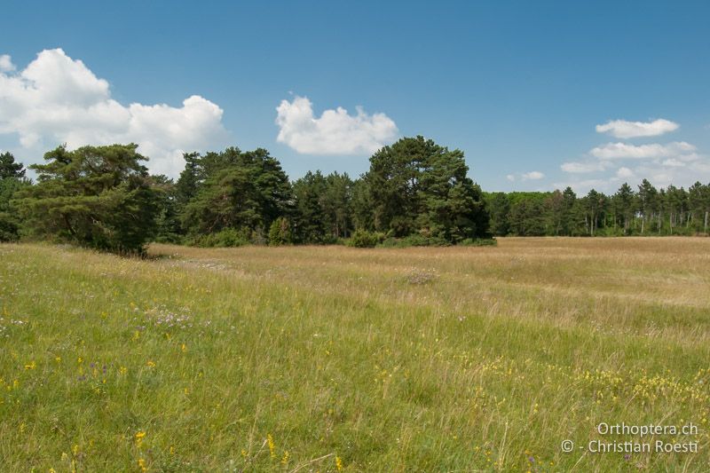 Steppenlandschaft auf sandigem Boden - AT, Niederösterreich, Oberweiden, 28.06.2010