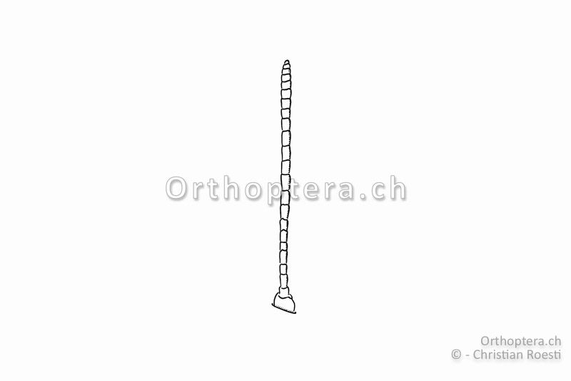 Fühler von Omocestus petraeus. Er ist im Gegensatz zu demjenigen von Myrmeleotettix maculatus an der Spitze nicht erweitert.