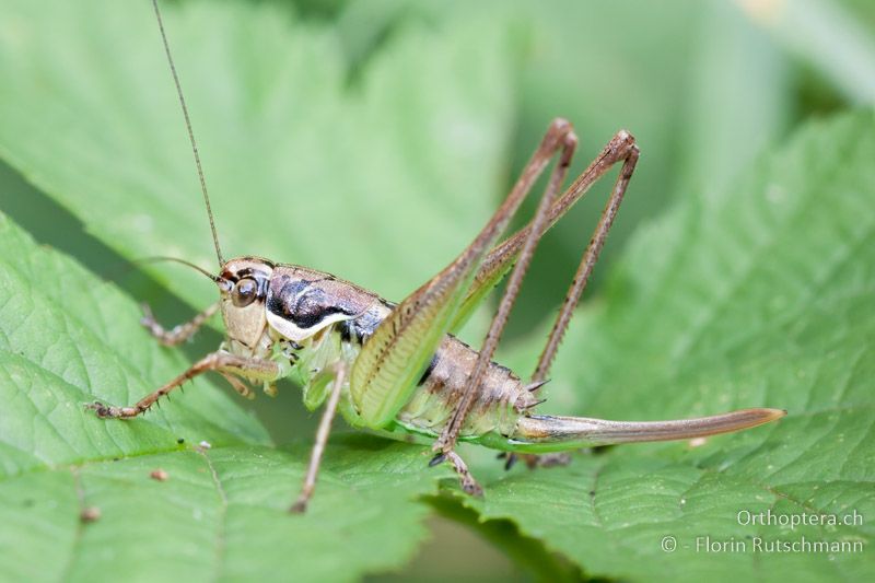 Pachytrachis gracilis ♀ - IT, Friaul-Julisch Venetien, Cornino, 11.07.2010