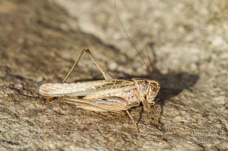 Platycleis affinis ♂ - GR, Westmakedonien, Mt. Varnous, 22.07.2012