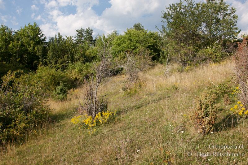 Halboffene Weidelandschaft - GR, Ostmakedonien, Xanthi, 24.07.2013