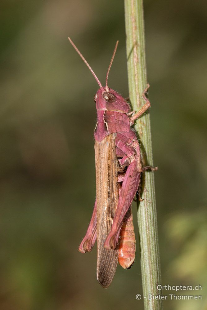 Chorthippus bornhalmi ♀ - HR, Istrien, Račja Vas, Dol, 24.07.2015