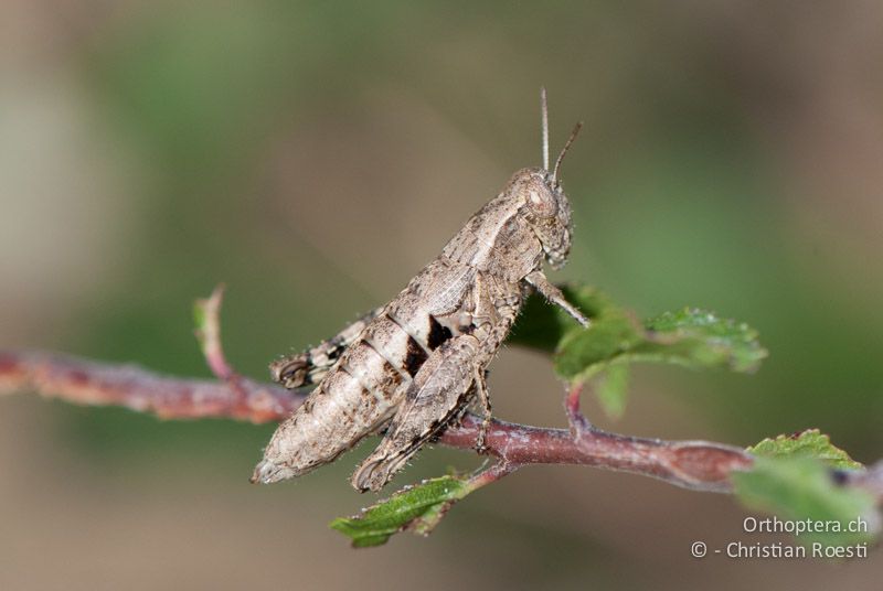 Pezotettix giornae ♀ - FR, Pyrénées-Orientales, Corsavy, 03.10.2010