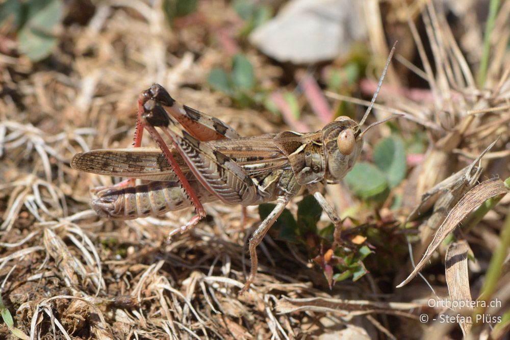 ♂ von Dociostaurus maroccanus - HR, Cres, Merag, 21.06.2016