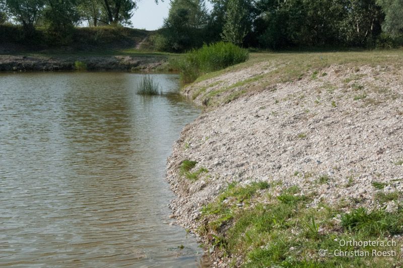 Künstlicher Fischteich, Lebensraum der beiden Xya-Arten - AT, Burgenland, Apetlon, Rosaliakapelle, 30.06.2010