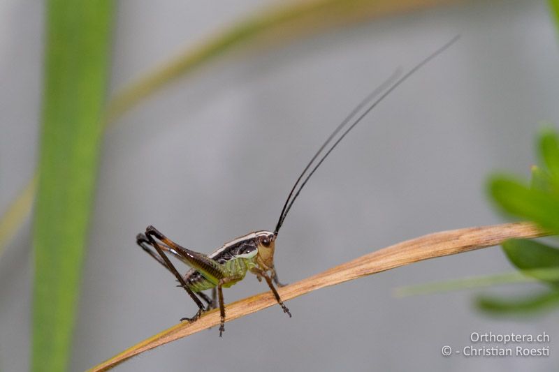 Kleine Larve von Pachytrachis gracilis - SLO, Notranjsko-kraška, Planina, 30.05.2014