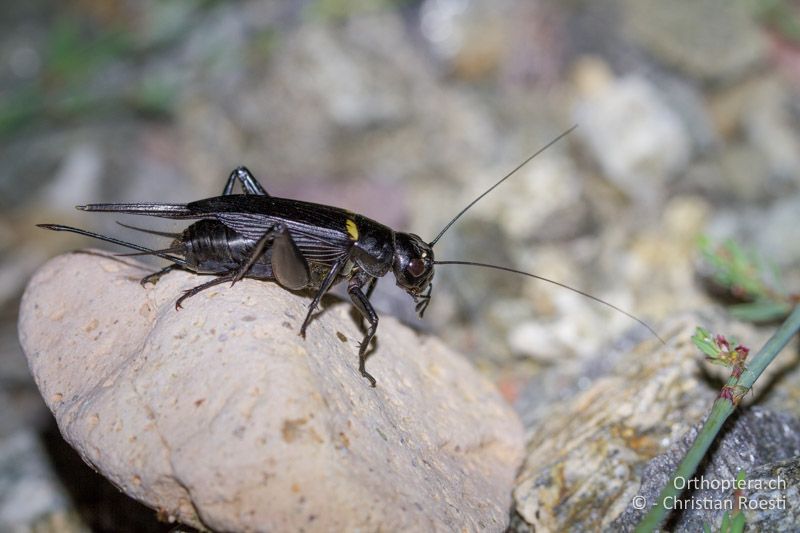 Gryllus bimaculatus ♀ - FR, Var, Fréjus, 24.09.2014