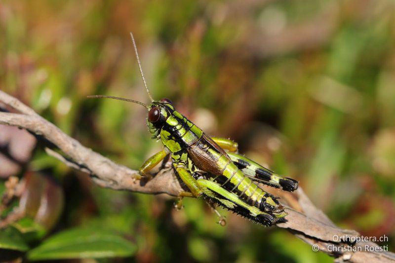 Miramella carinthiaca ♂ - AT, Kärnten, Reichenfels, 16.09.2016