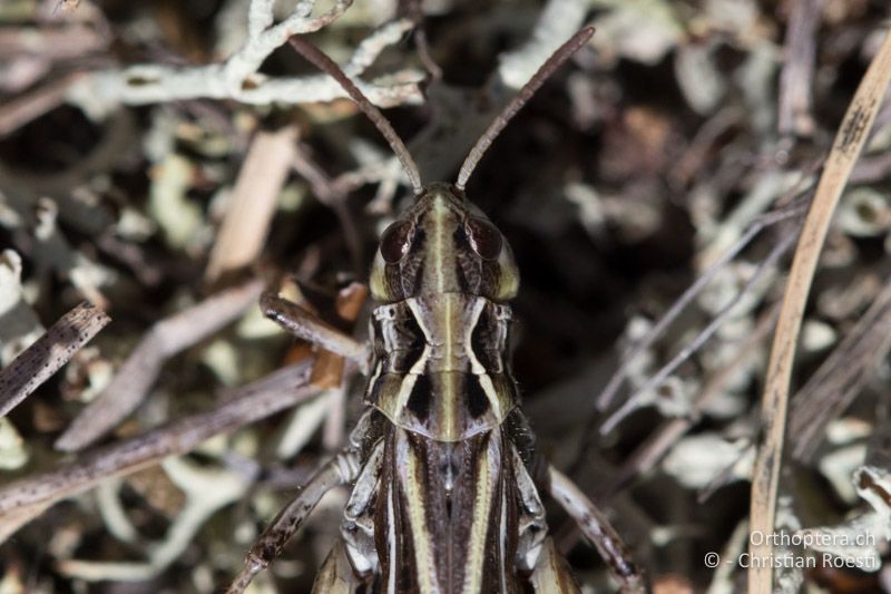Halsschild von Aeropedellus variegatus ♀ von oben mit den stark geknickten Seitenkielen - CH, GR, Muottas Muragl, 19.09.2019