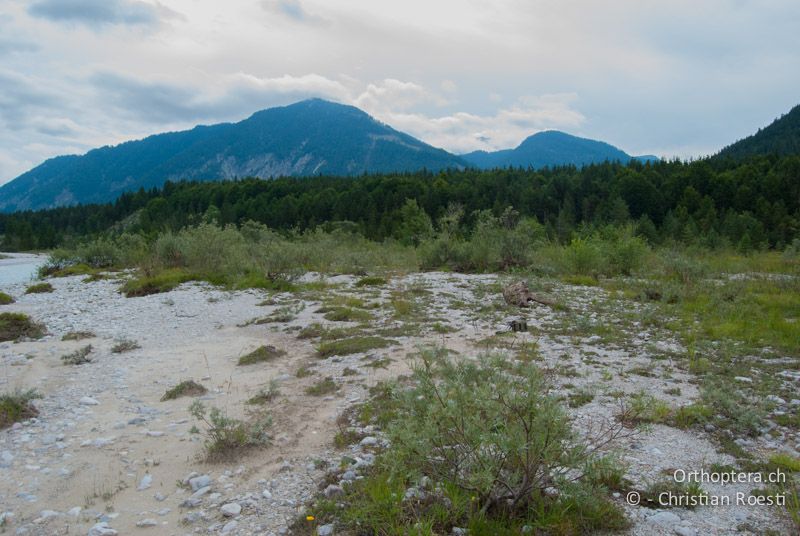 Periodisch überschwemmtes Geschiebefeld mit geringem Vegetationsaufkommen und aufkommenden Weiden - DE, Bayern, Isar, 04.08.2008