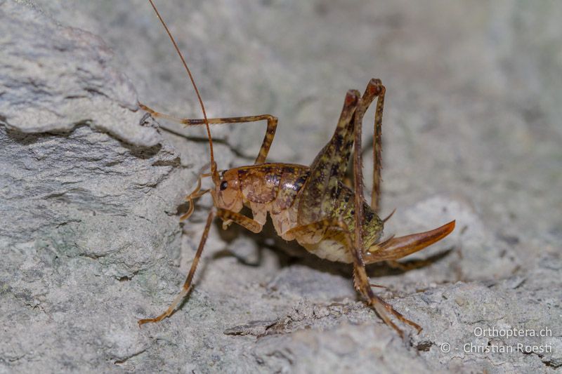 Troglophilus neglectus ♀ - CH, SG, Wartau, 10.09.2013