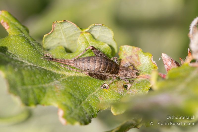 Arachnocephalus vestitus ♀ - IT, Marken, Mt. Catria, 07.10.2014